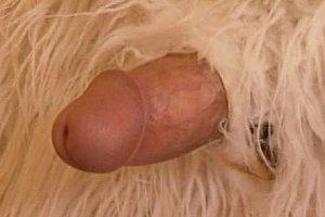 欧美韩美女多毛自拍